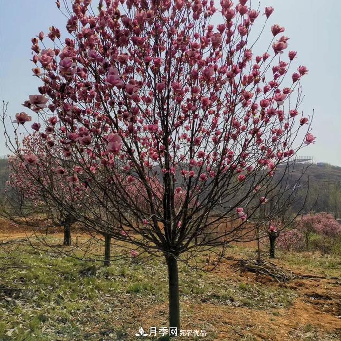 玉蘭之鄉(xiāng)，紫玉蘭紅玉蘭白玉蘭廣玉蘭二喬玉蘭的區(qū)別和價格(圖1)