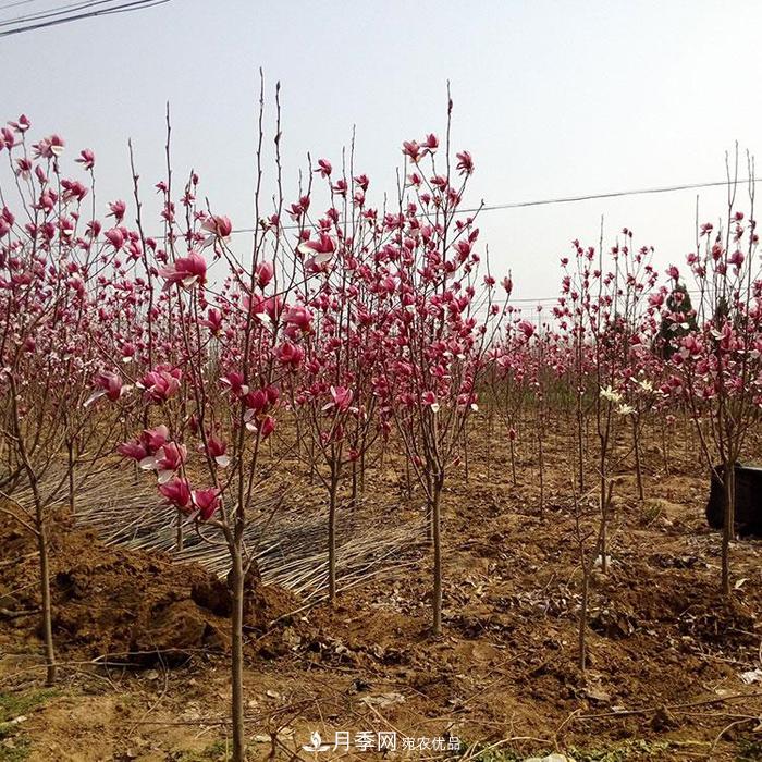 玉蘭之鄉(xiāng)，紫玉蘭紅玉蘭白玉蘭廣玉蘭二喬玉蘭的區(qū)別和價格(圖2)