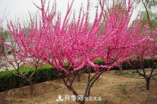 北方種植哪些開花的苗木、花卉比較適合？(圖2)