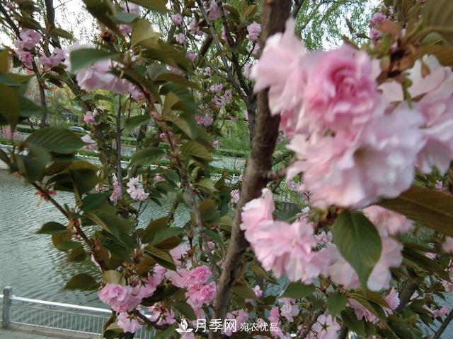 北方種植哪些開花的苗木、花卉比較適合？(圖1)