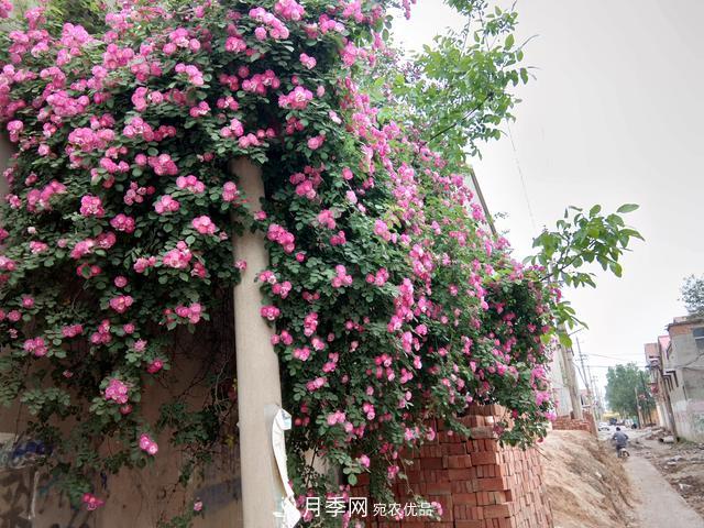 北方種植哪些開花的苗木、花卉比較適合？(圖4)