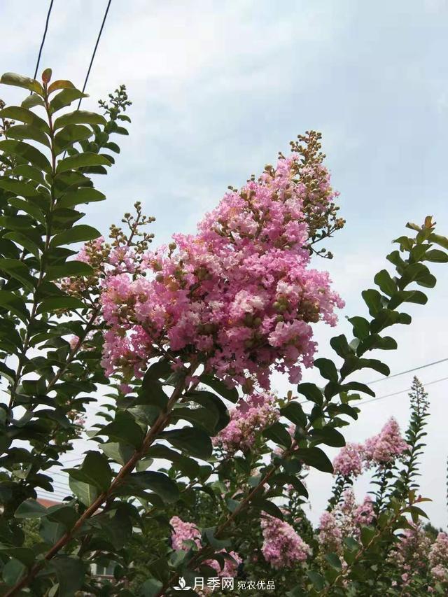 北方種植哪些開花的苗木、花卉比較適合？(圖3)