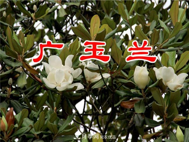當(dāng)前北方苗木市場(chǎng)行情解析(圖1)
