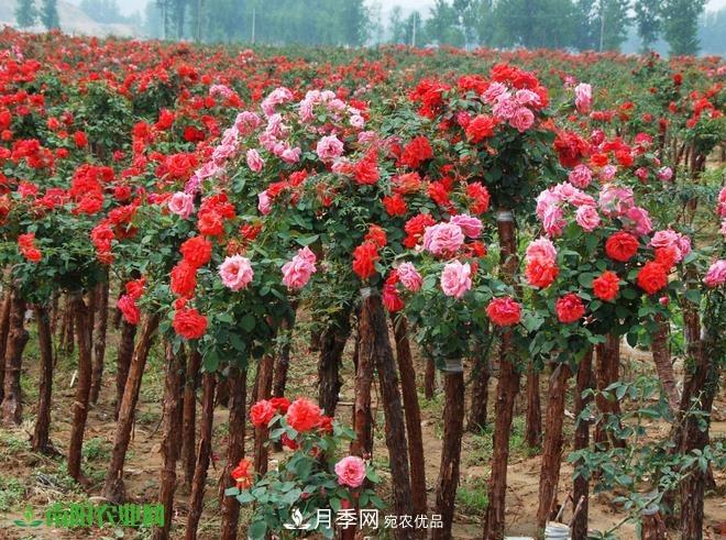 疫情之后2020年的苗木花卉行情將有什么變化？淺談建議(圖3)