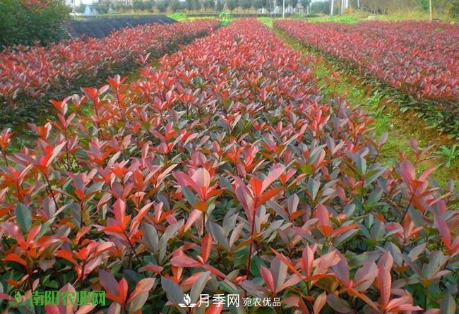 疫情之后2020年的苗木花卉行情將有什么變化？淺談建議(圖2)