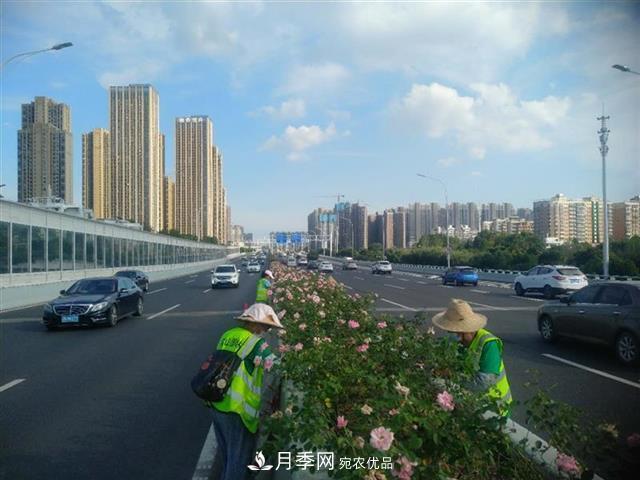 武漢園林工人高溫下修枝除草，守護城市月季景觀(圖1)
