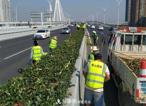 武漢園林工人高溫下修枝除草，守護城市月季景觀(圖2)