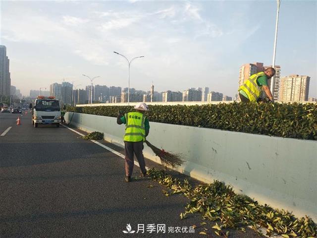 武漢園林工人高溫下修枝除草，守護城市月季景觀(圖3)