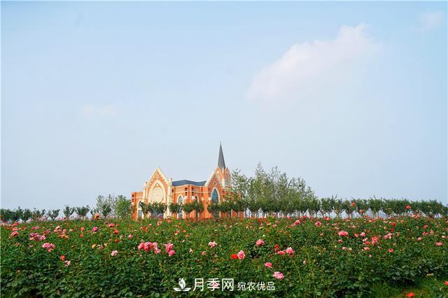 山東濟(jì)南的后花園，童話般月季花王國(guó)，300畝900個(gè)品種月季花盛放(圖2)