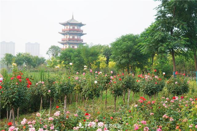 山東濟(jì)南的后花園，童話般月季花王國(guó)，300畝900個(gè)品種月季花盛放(圖5)