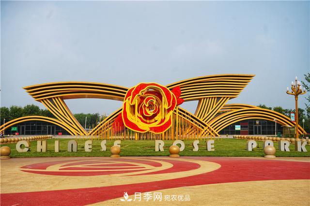 山東濟(jì)南的后花園，童話般月季花王國(guó)，300畝900個(gè)品種月季花盛放(圖10)