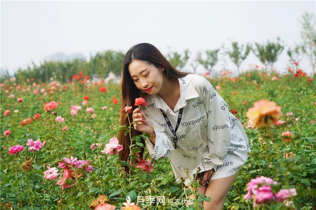 山東濟(jì)南的后花園，童話般月季花王國(guó)，300畝900個(gè)品種月季花盛放(圖8)
