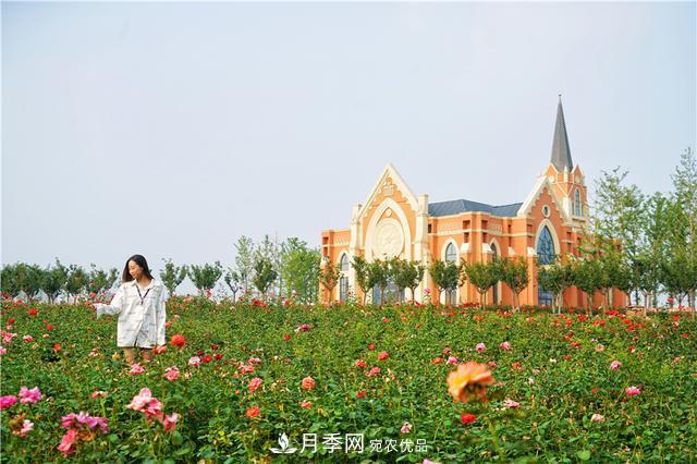 山東濟(jì)南的后花園，童話般月季花王國(guó)，300畝900個(gè)品種月季花盛放(圖6)