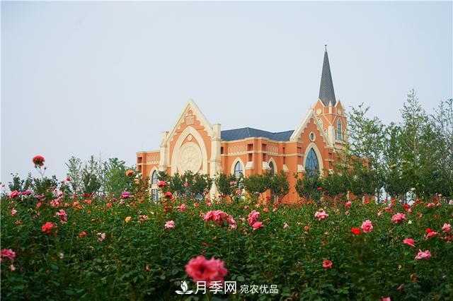 山東濟(jì)南的后花園，童話般月季花王國(guó)，300畝900個(gè)品種月季花盛放(圖11)