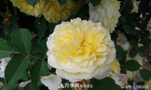 月季知識知多少？這可能是世上***全的月季百科知識！(圖1)