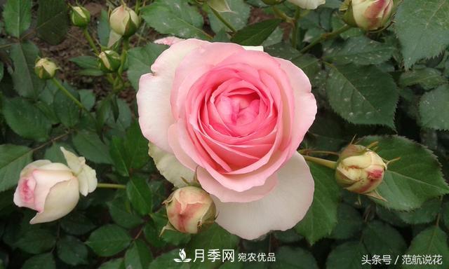 月季知識知多少？這可能是世上***全的月季百科知識！(圖2)