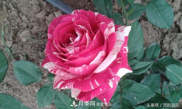 月季知識知多少？這可能是世上***全的月季百科知識！(圖3)
