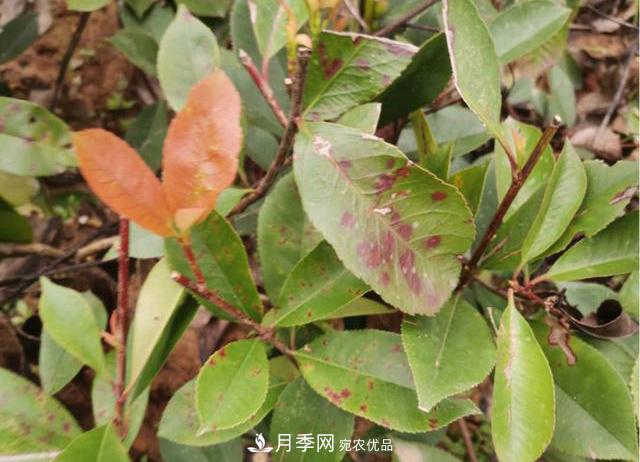 雨季石楠苗木葉斑病盛行，園林人注意防治(圖1)