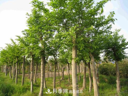 恢復(fù)移栽苗木長(zhǎng)勢(shì)，技術(shù)措施看這里(圖1)