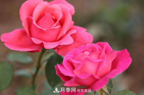 為什么南陽(yáng)月季老根便宜？(圖1)