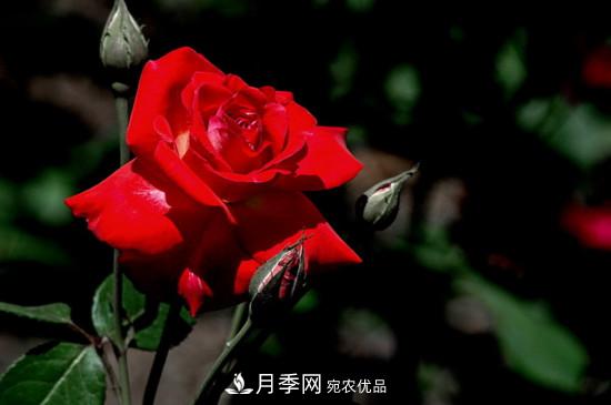 為什么南陽(yáng)月季老根便宜？(圖2)