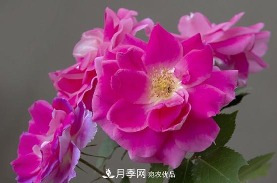 為什么南陽(yáng)月季老根便宜？(圖3)