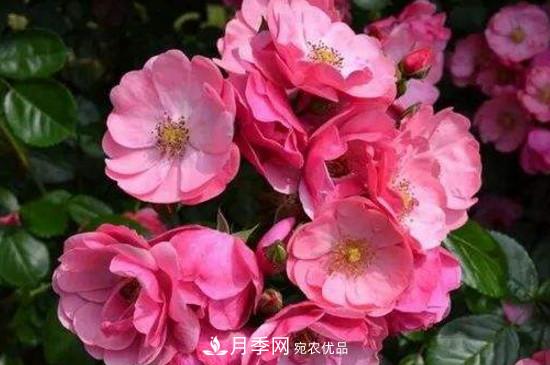 耐熱月季，廣東適合種什么月季？(圖3)