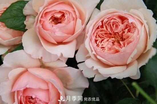 耐熱月季，廣東適合種什么月季？(圖2)