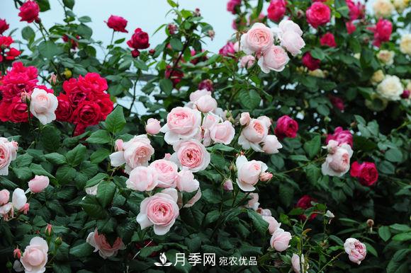 耐熱月季，廣東適合種什么月季？(圖1)