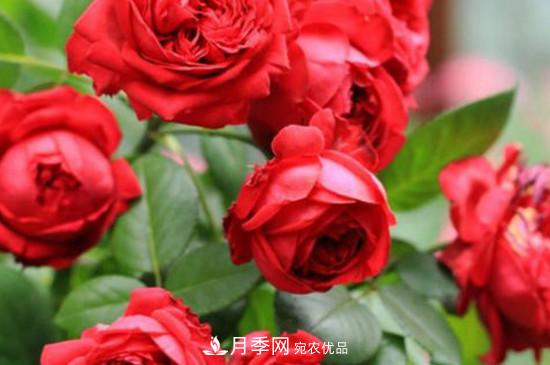 耐熱月季，廣東適合種什么月季？(圖4)