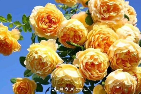 黃月季有哪些品種？(圖4)
