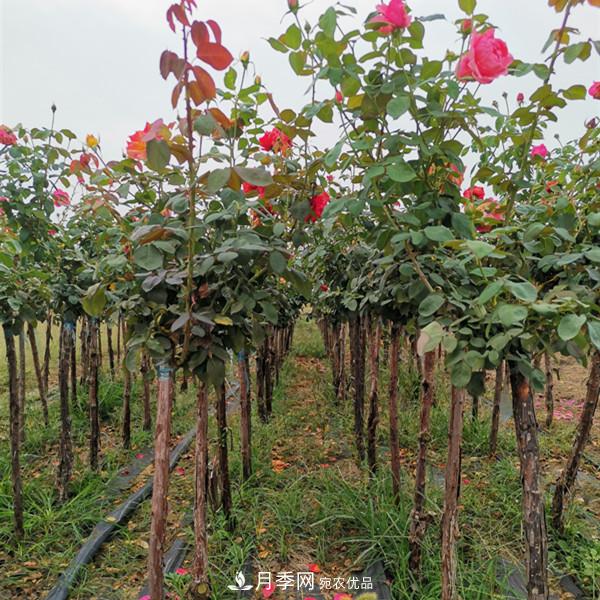 3-5分工程月季樹批發(fā)就來這樣的月季基地，量大品優(yōu)(圖2)