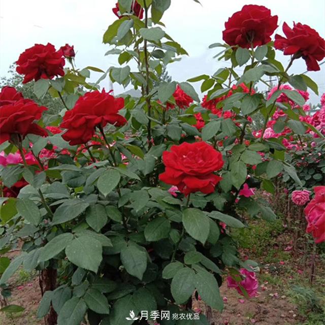 南陽樹狀月季批發(fā)基地，規(guī)模大，品質(zhì)好，成活率高(圖3)