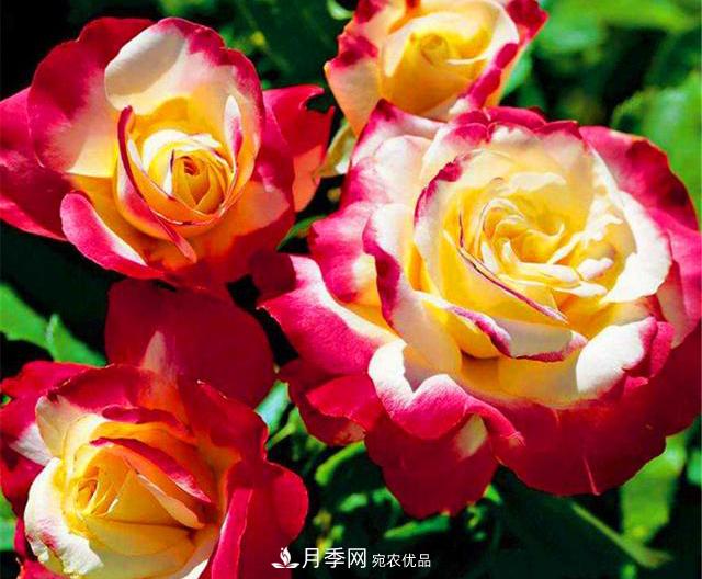 香水月季紅雙喜，學(xué)會(huì)5個(gè)要點(diǎn)，花朵又大又香(圖2)