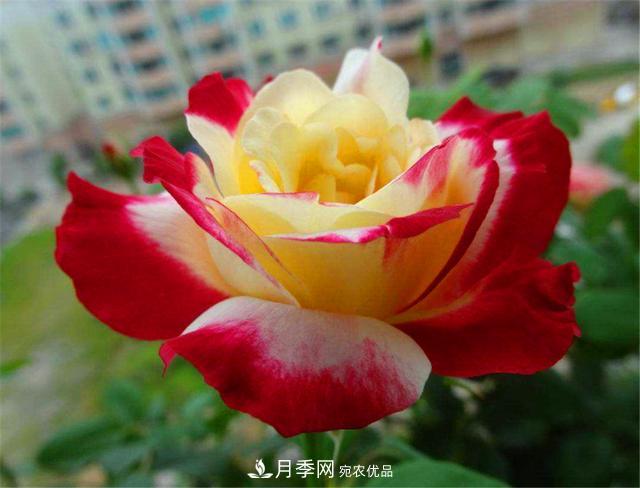 香水月季紅雙喜，學(xué)會(huì)5個(gè)要點(diǎn)，花朵又大又香(圖1)