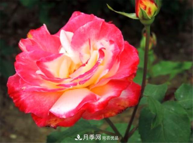 香水月季紅雙喜，學(xué)會(huì)5個(gè)要點(diǎn)，花朵又大又香(圖3)