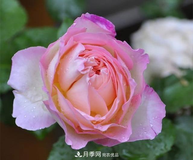 破曉月季會(huì)變色，三天一變身，糖果色花瓣溫婉可人(圖1)