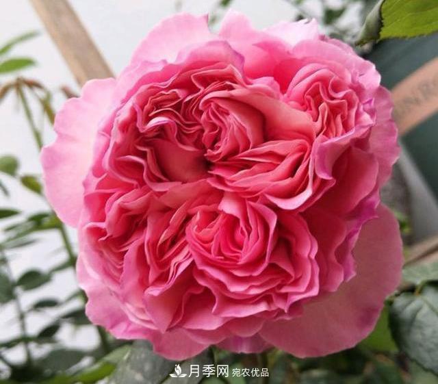 破曉月季會(huì)變色，三天一變身，糖果色花瓣溫婉可人(圖2)
