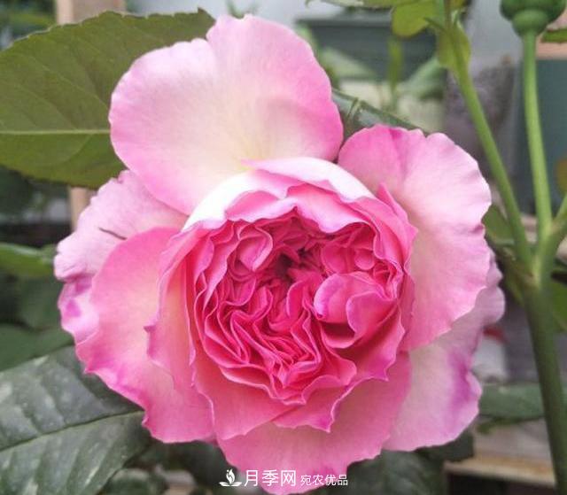 破曉月季會(huì)變色，三天一變身，糖果色花瓣溫婉可人(圖3)