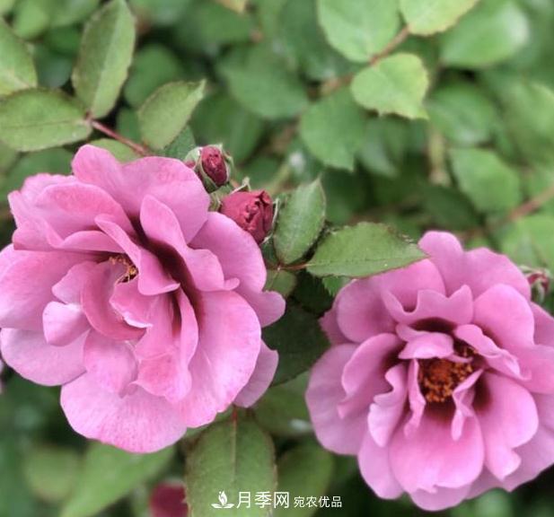 8款巴比倫眼睛月季，花型獨(dú)特還有好聞的香味(圖4)
