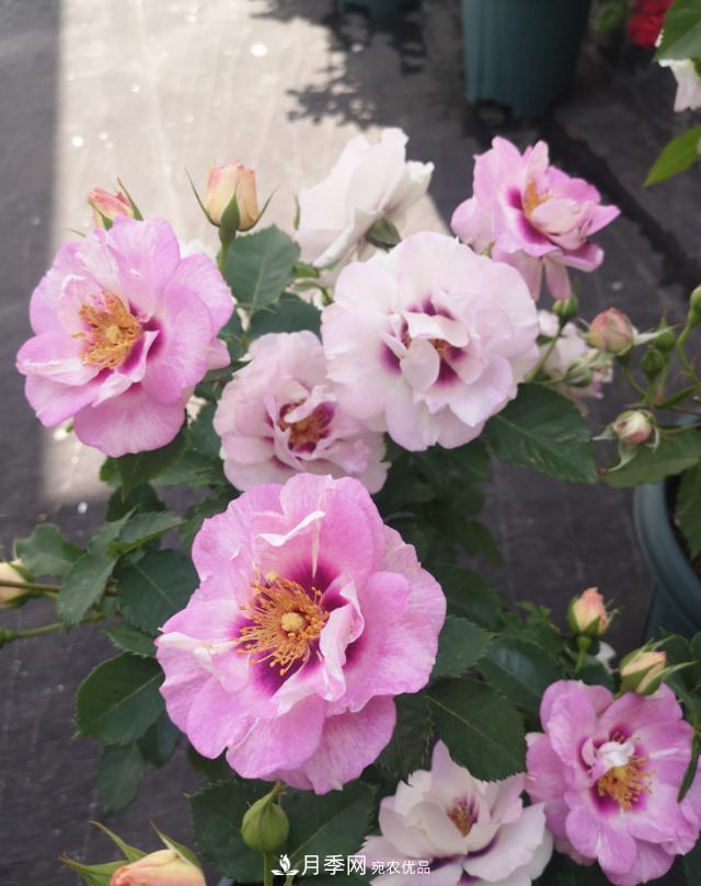 8款巴比倫眼睛月季，花型獨(dú)特還有好聞的香味(圖2)
