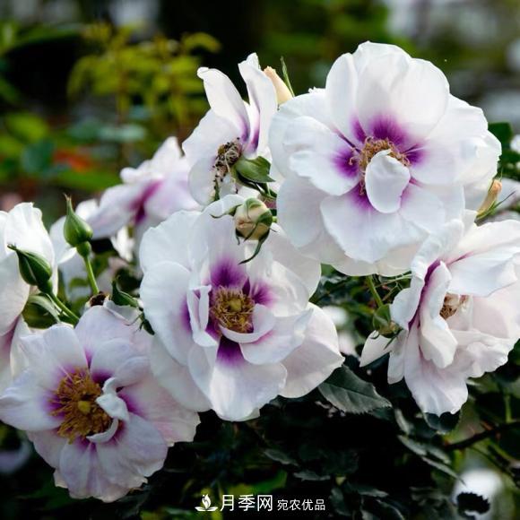 8款巴比倫眼睛月季，花型獨(dú)特還有好聞的香味(圖1)