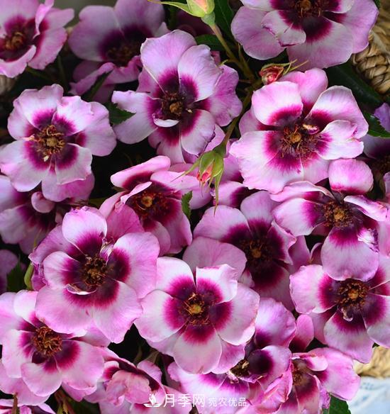 8款巴比倫眼睛月季，花型獨(dú)特還有好聞的香味(圖3)