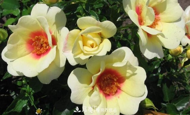 8款巴比倫眼睛月季，花型獨(dú)特還有好聞的香味(圖9)