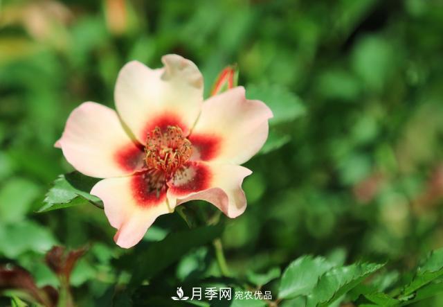 8款巴比倫眼睛月季，花型獨(dú)特還有好聞的香味(圖6)