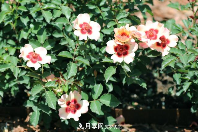 8款巴比倫眼睛月季，花型獨(dú)特還有好聞的香味(圖7)