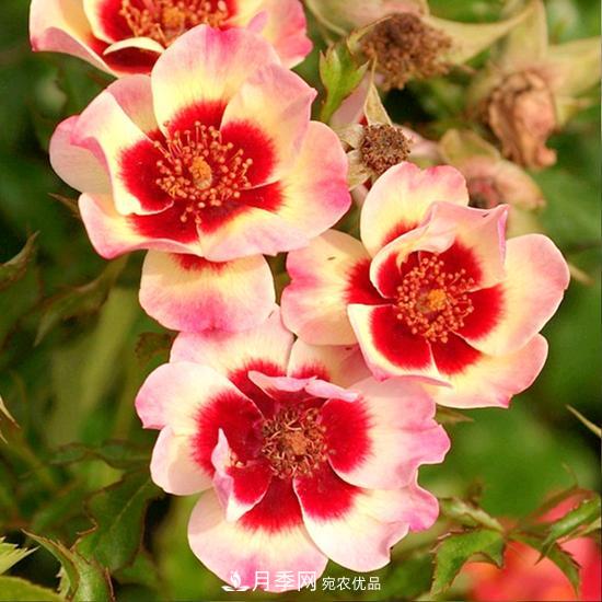 8款巴比倫眼睛月季，花型獨(dú)特還有好聞的香味(圖8)