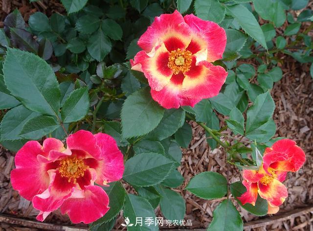8款巴比倫眼睛月季，花型獨(dú)特還有好聞的香味(圖11)