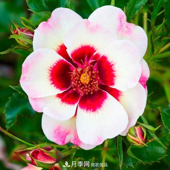 8款巴比倫眼睛月季，花型獨(dú)特還有好聞的香味(圖15)