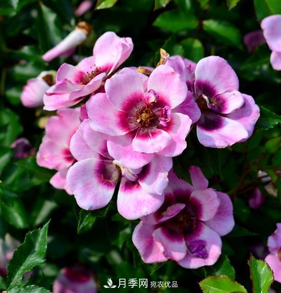 8款巴比倫眼睛月季，花型獨(dú)特還有好聞的香味(圖14)